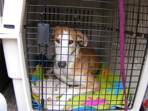 Este es el galguito de acogida que tuve, el dia que salió para Alemania con su familia definitiva